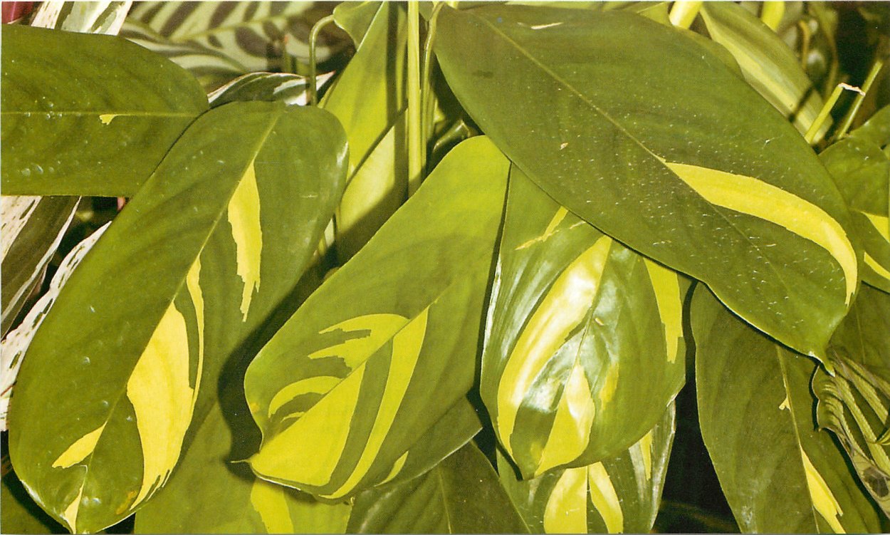 Калатея Грин Липстик