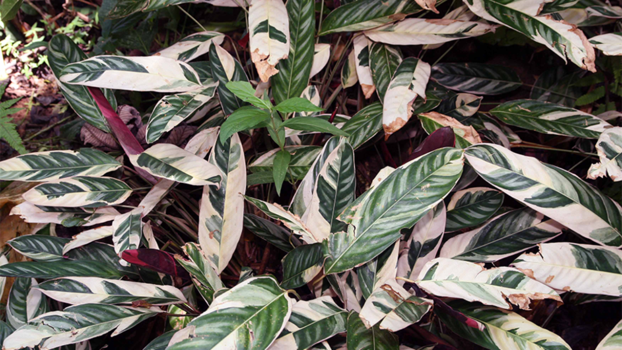 Калатея желтая