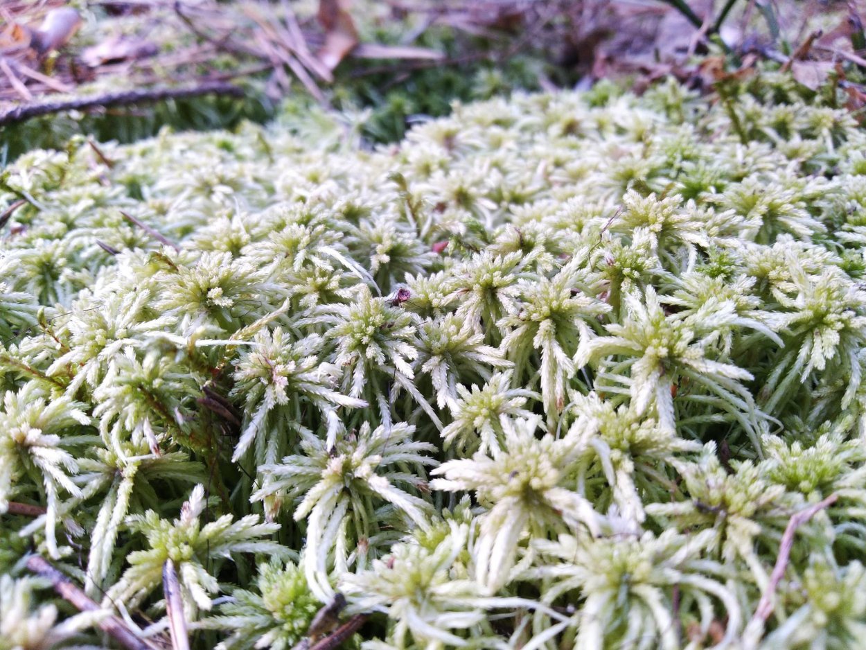 Зеленый мох сфагнум