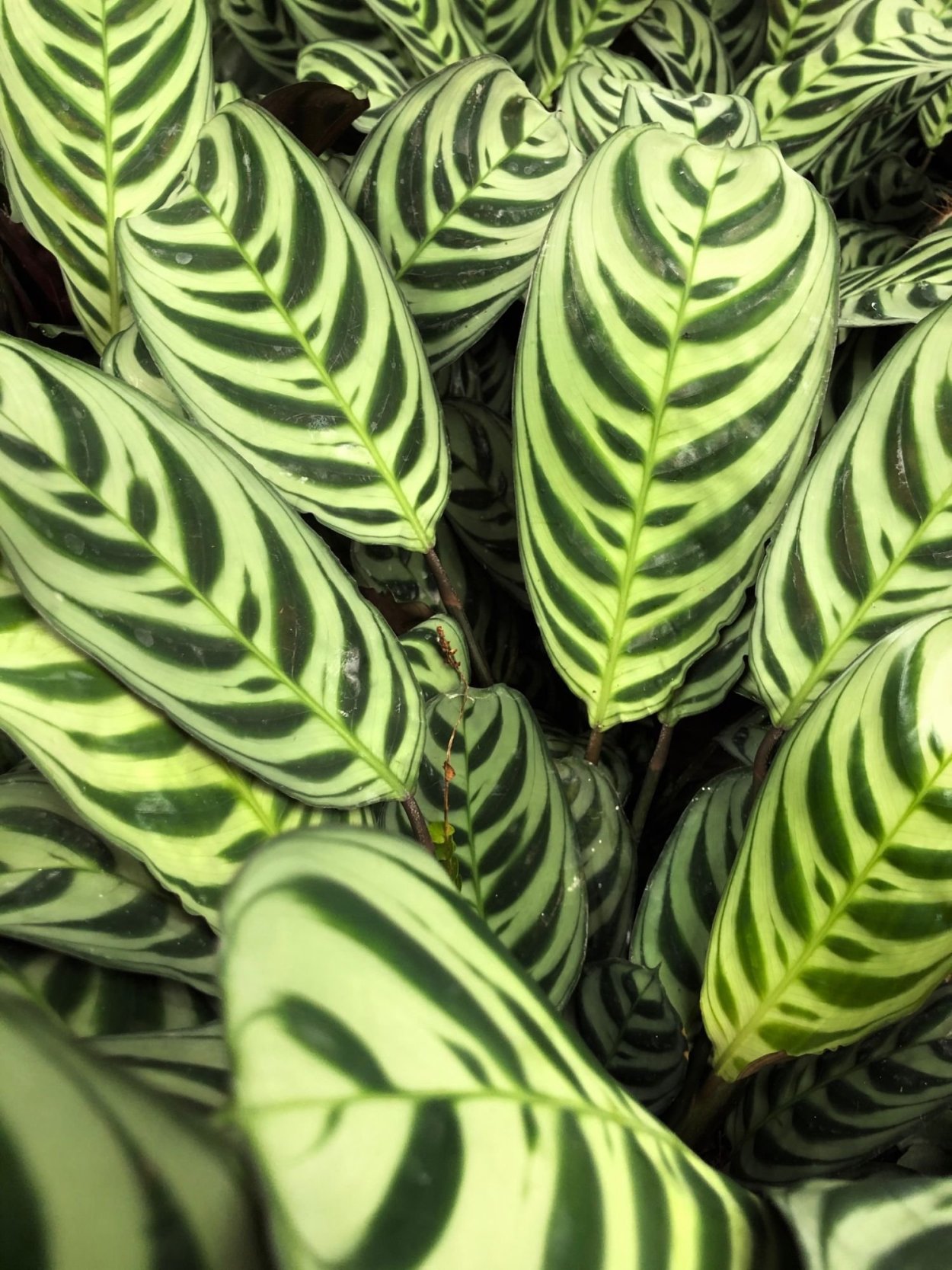 Калатея ктенанта