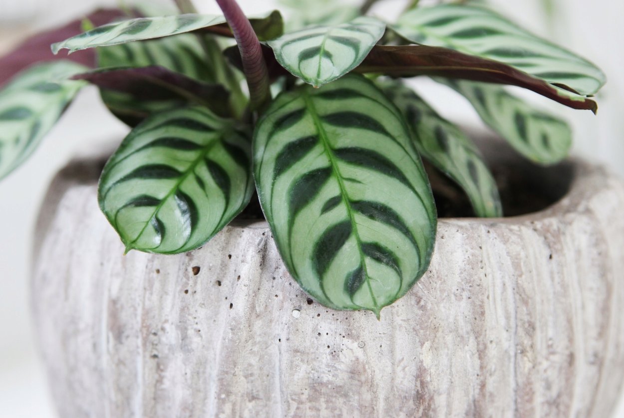 Ктенанта Голден мозаик