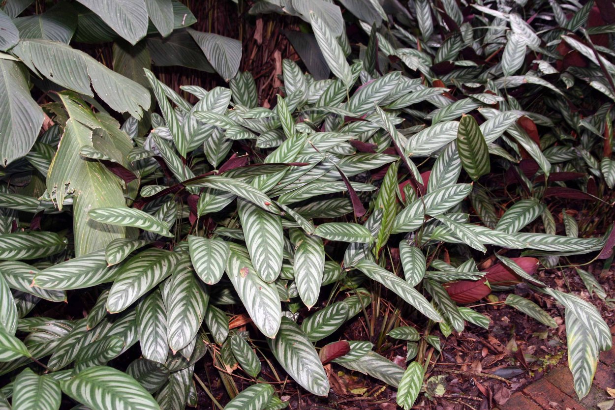 Калатея ктенанта Амабилис