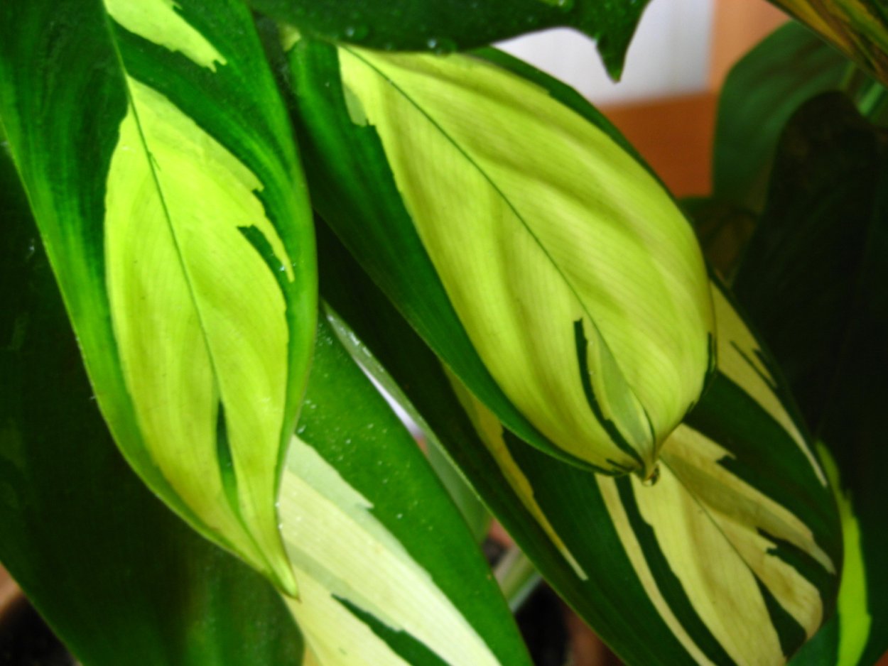 Ктенанта Лубберса