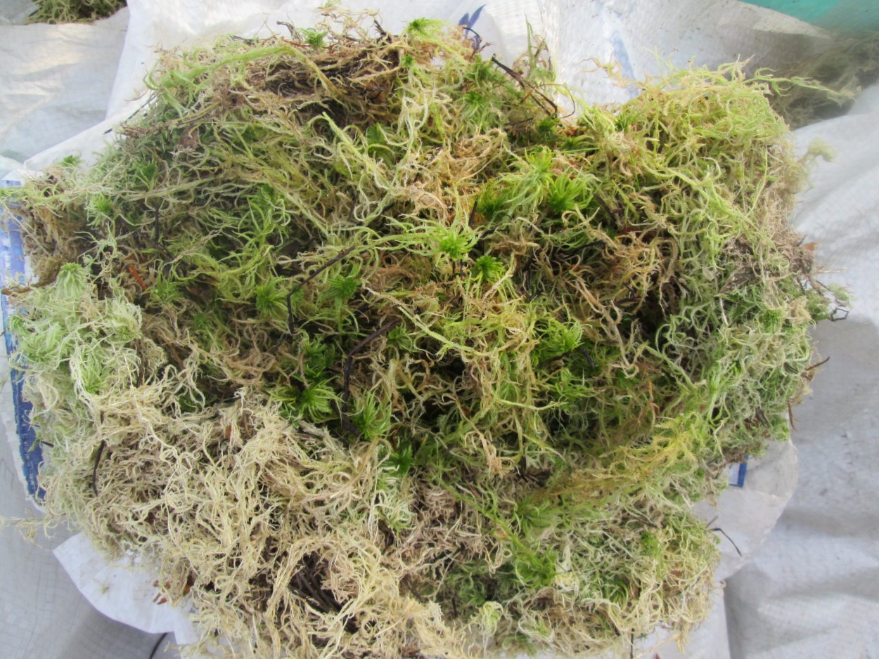 Сфагнум болотный