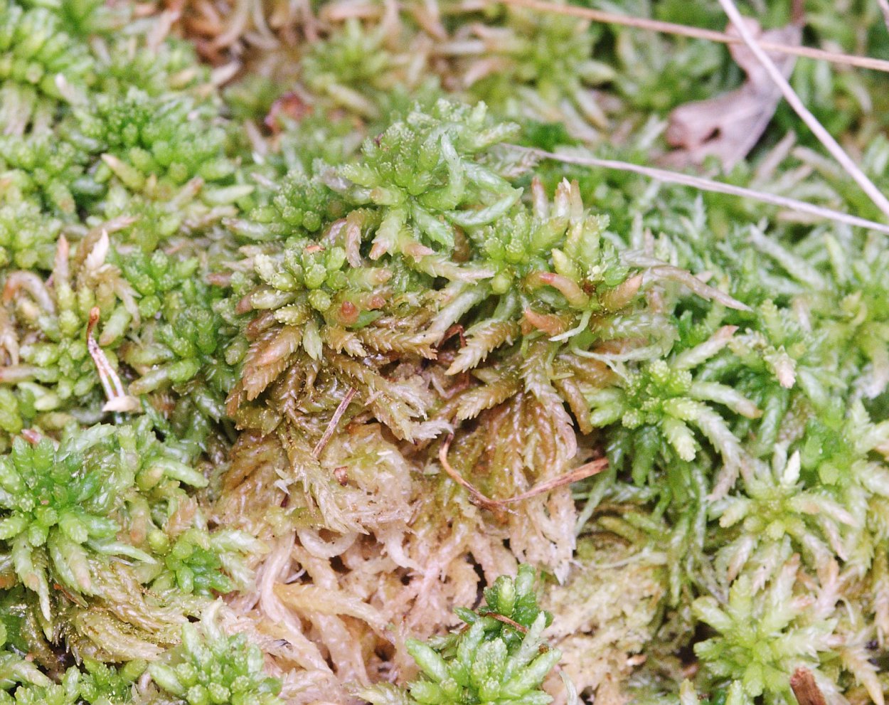 Мох сфагнум Лесной мох