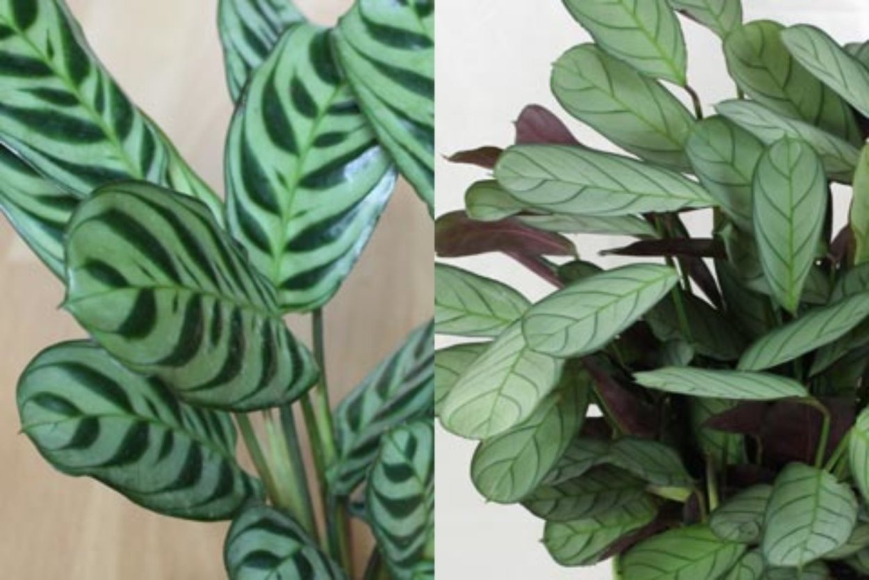 Калатея вариегатная