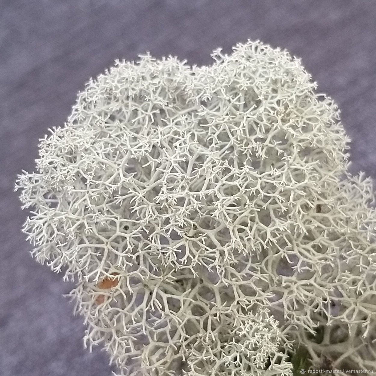 Торфяной мох сфагнум