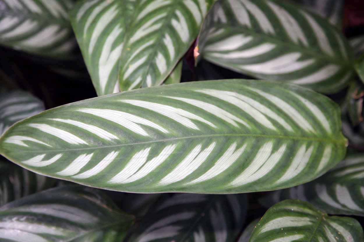 Ктенанта Оппенгейма Ctenanthe oppenheimiana