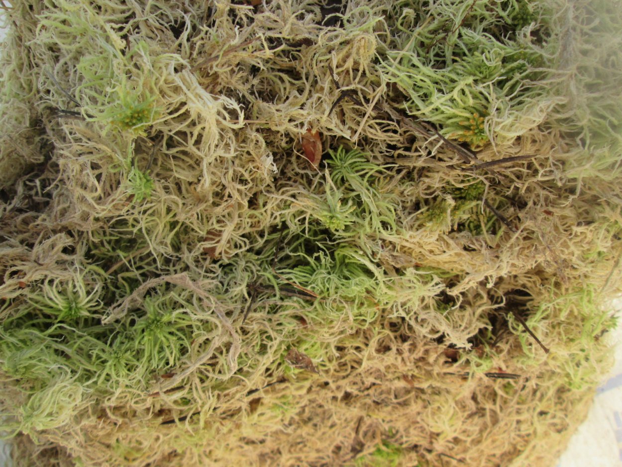 Мох Таежный сфагнум 1л