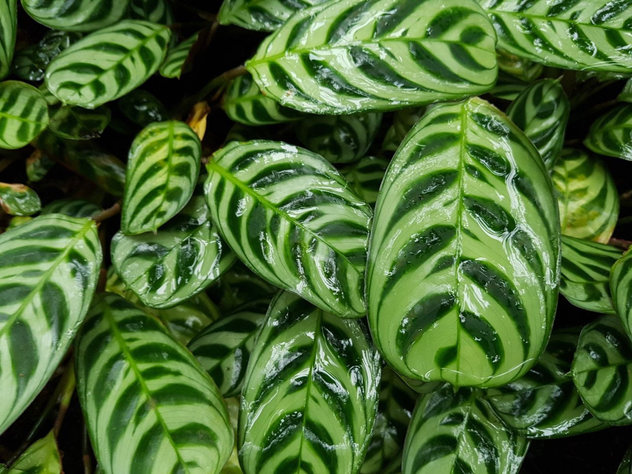 Строманта вариегатная Чарли