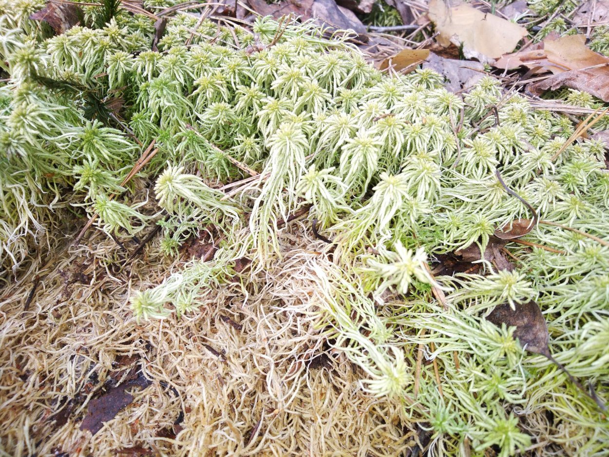 Мох сфагнум сушеный