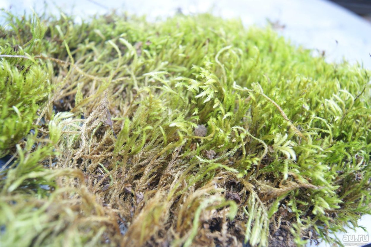 Лесной мох сфагнум