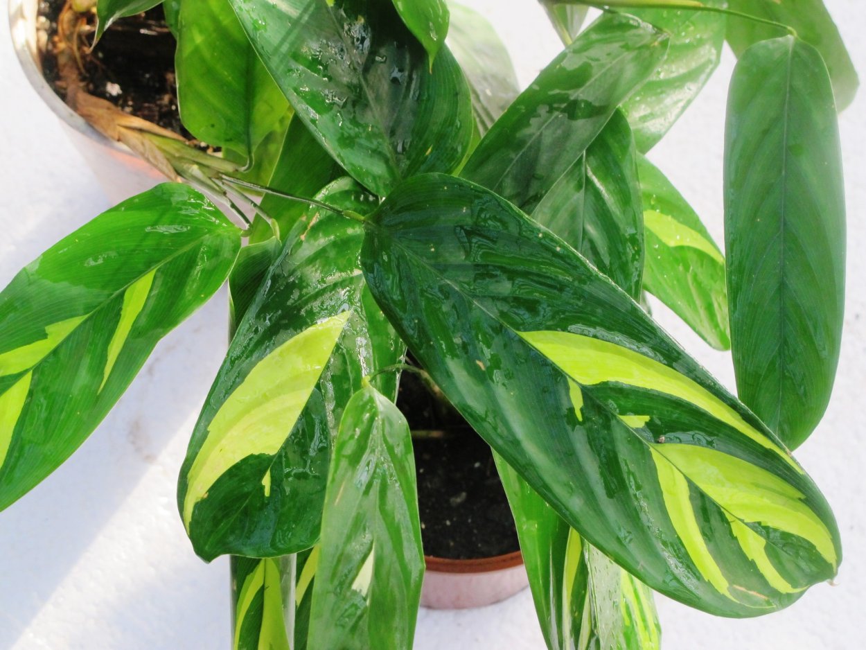 Ктенанта Лубберса