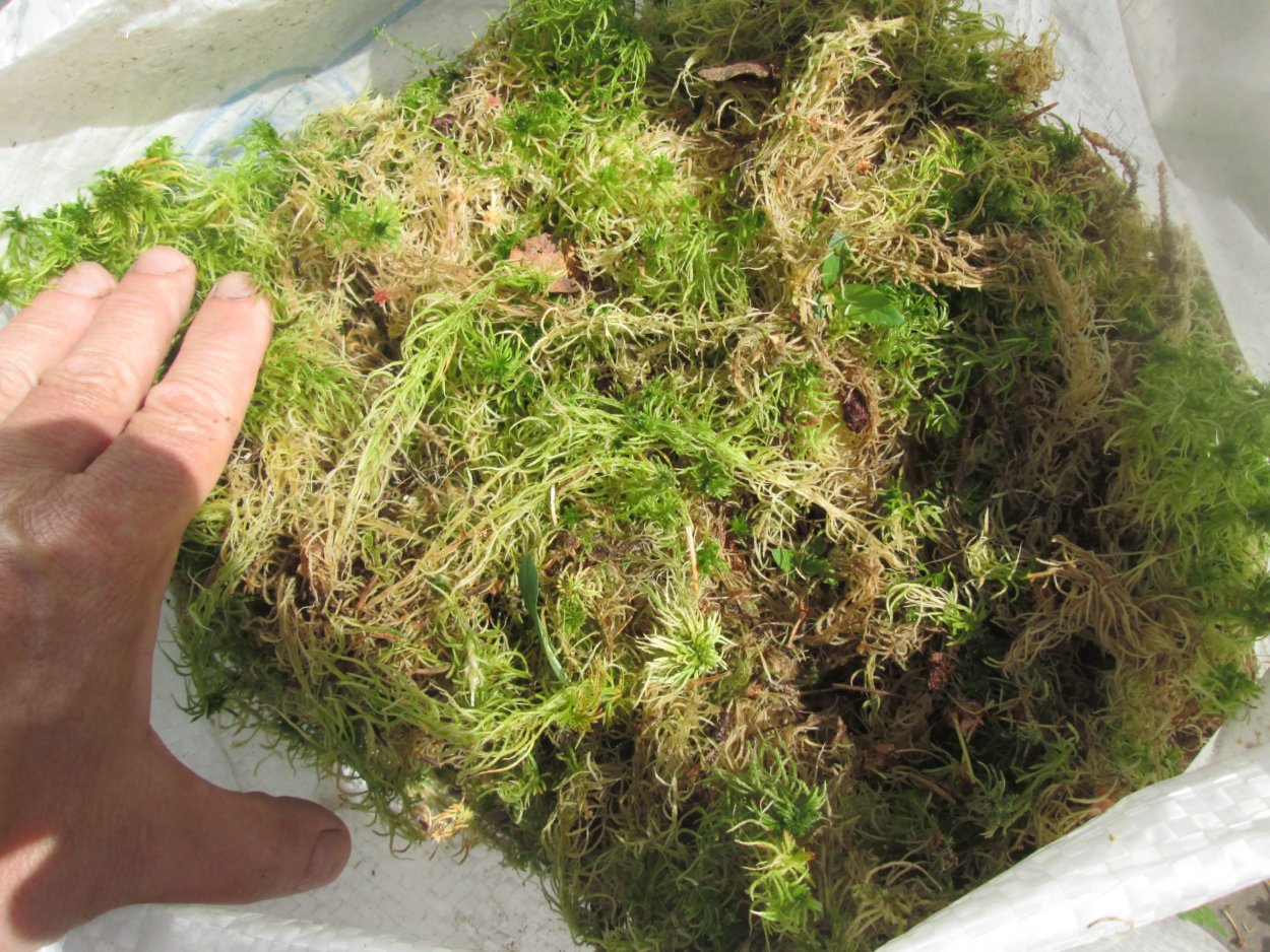 Сфагнум магелланский