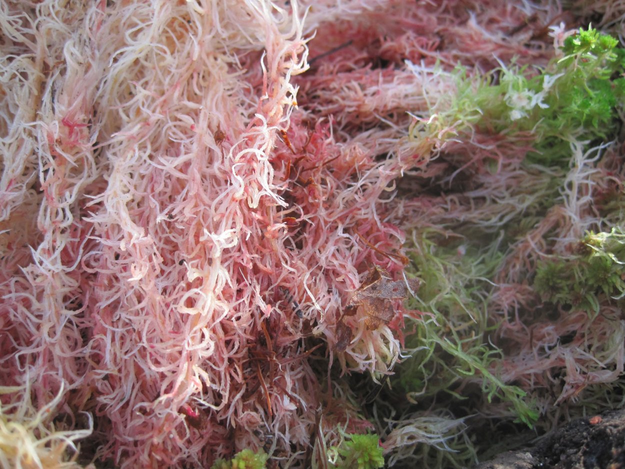 Мох сфагнум живой