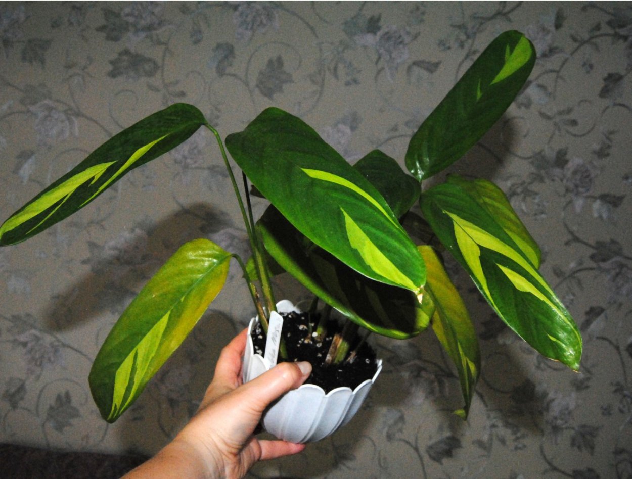 Ктеганте Голднен мозаик