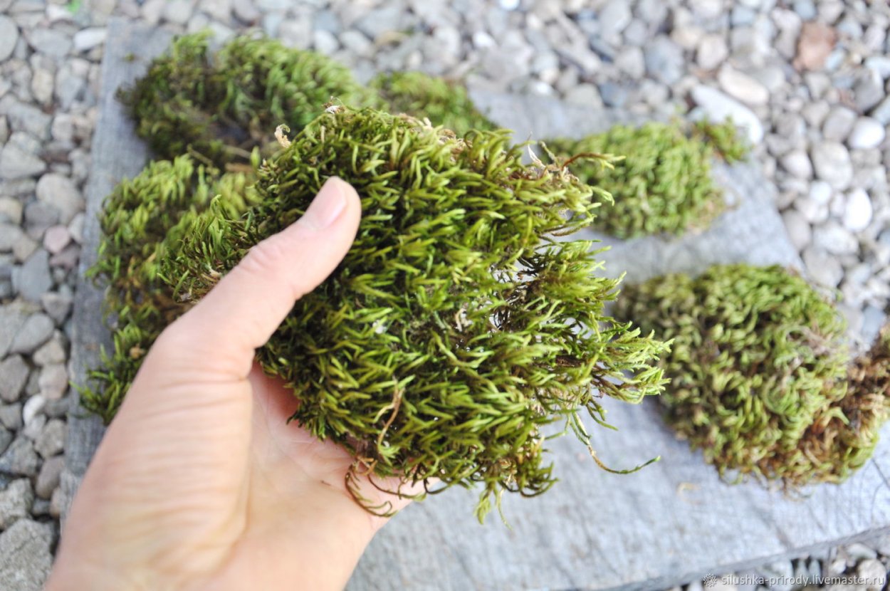 Лесной мох сфагнум