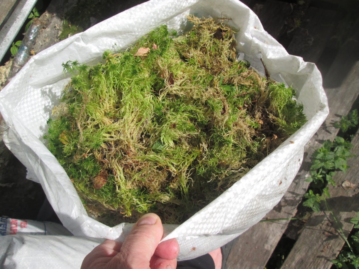 Мох сфагнум магелланский