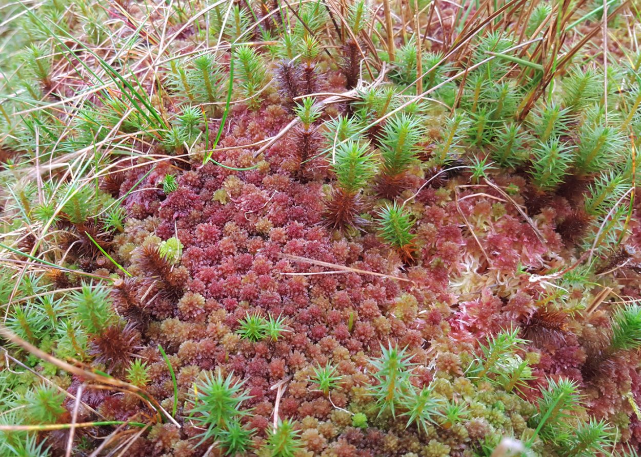 Мох сфагнум