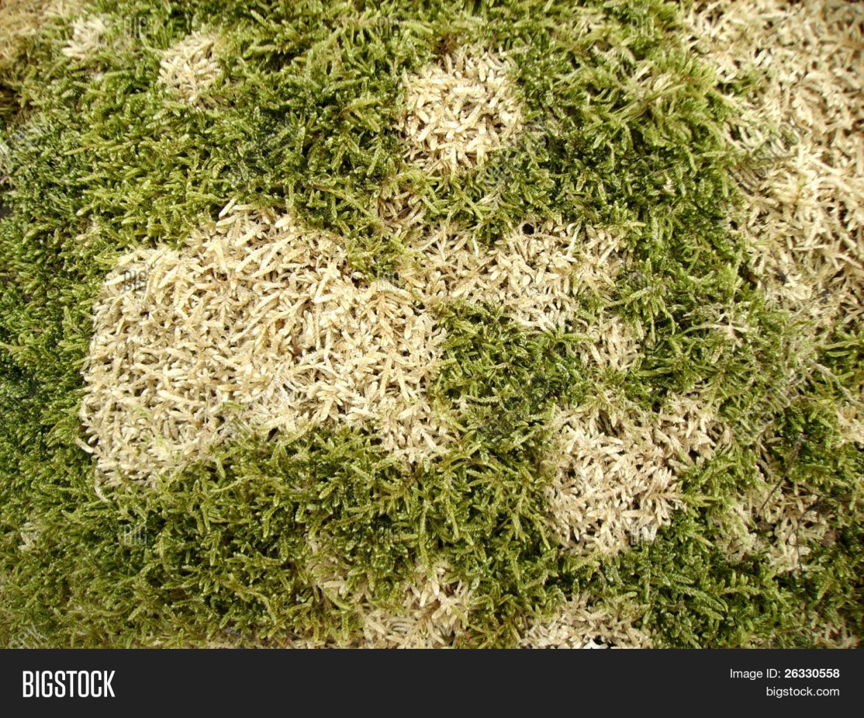 Сфагнум Гиргензона