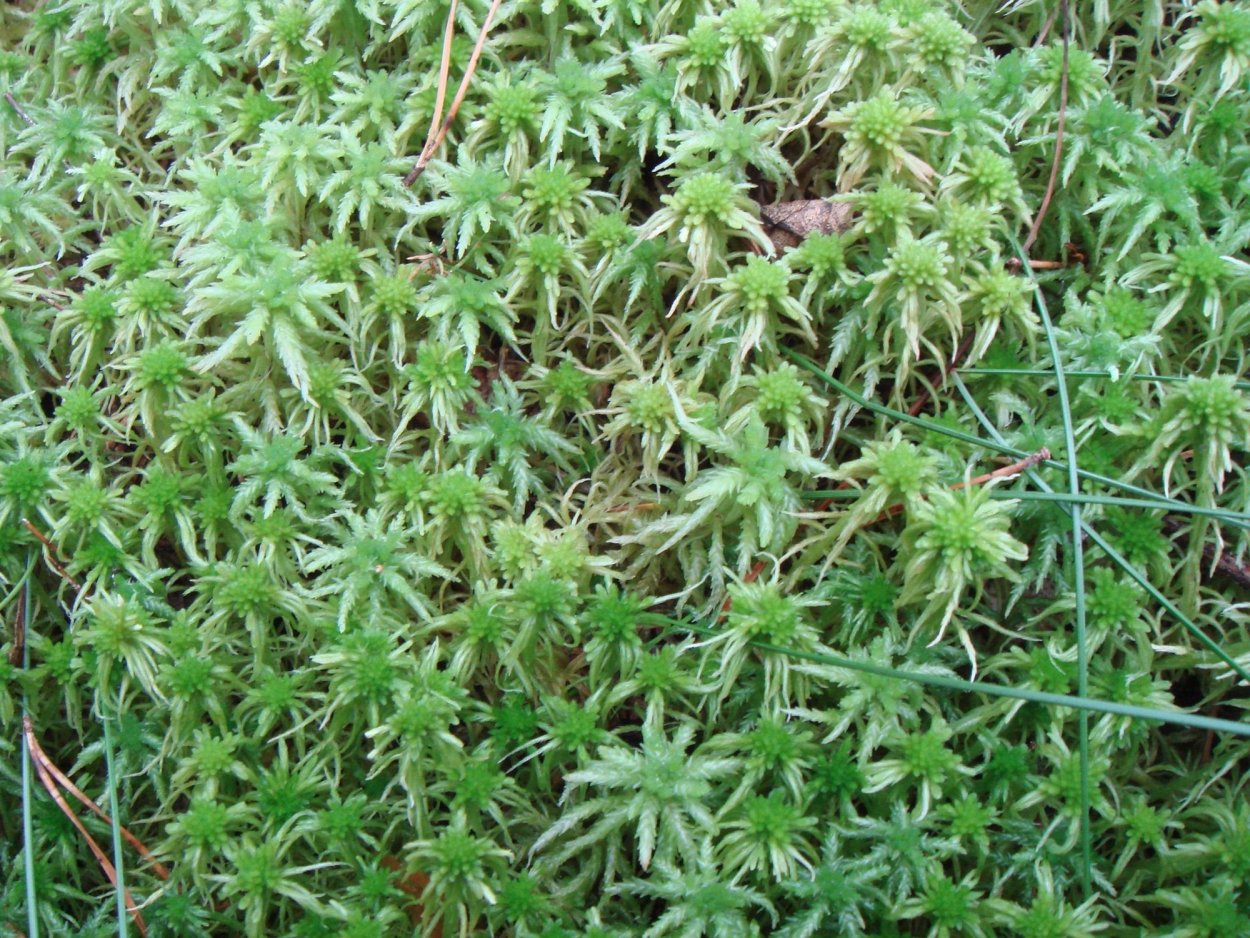 Sphagnum flexuosum
