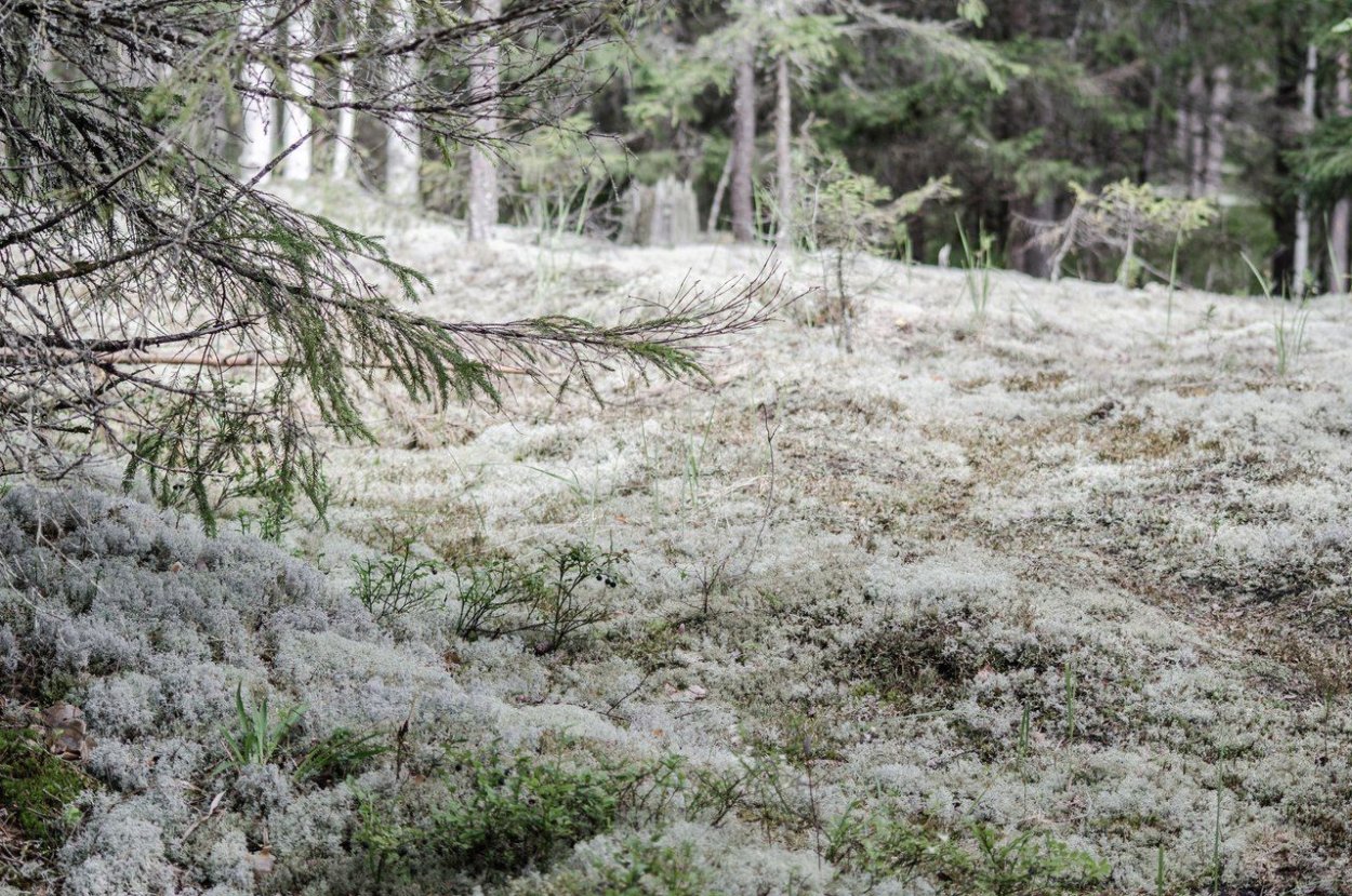 Розовый мох