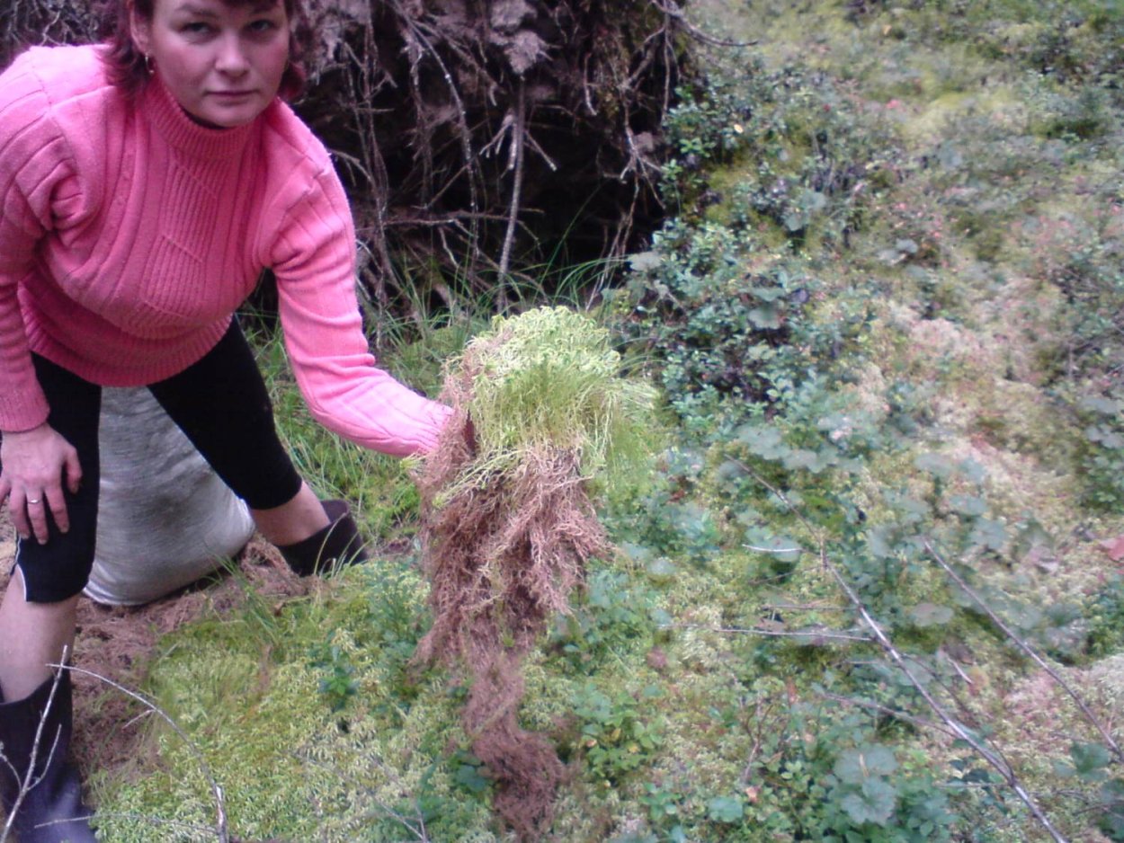 Сфагнум болотный