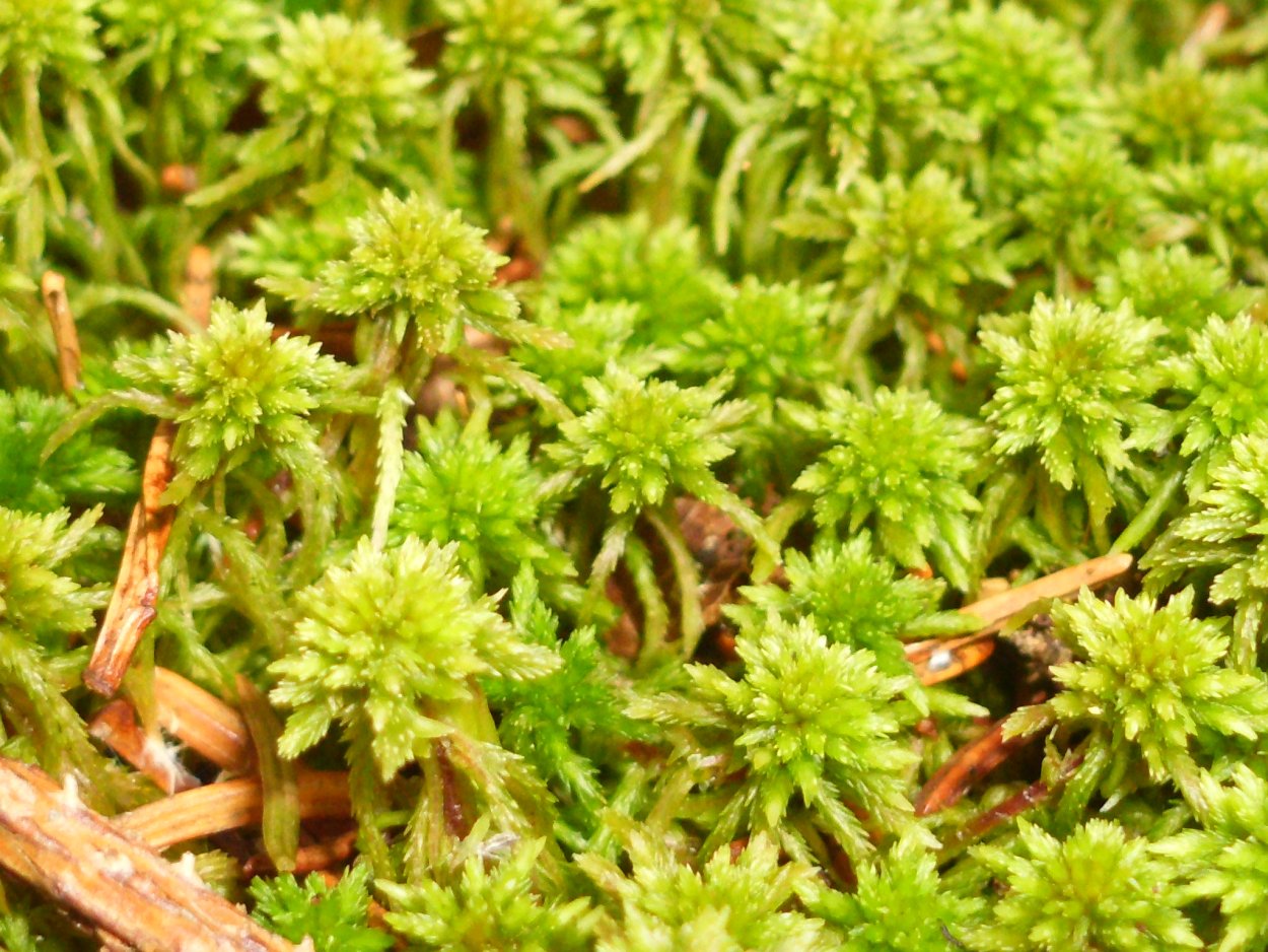 Белый мох сфагнум