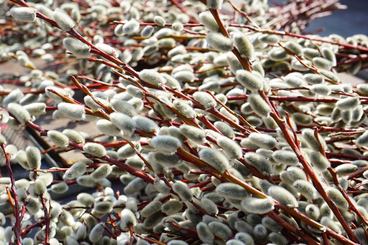 Ива копьевидная (Salix hastata) 'Wehrhahnii'