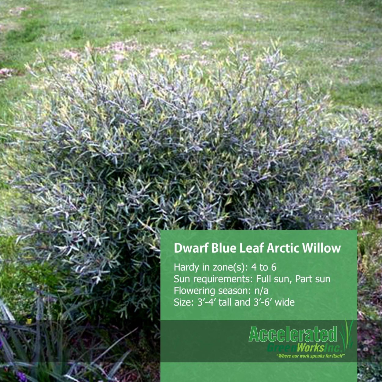 Ива цельнолистная (Salix Integra Hakuro Nishiki)