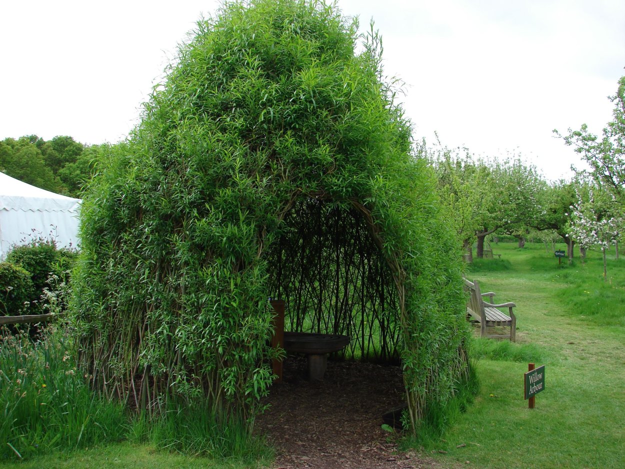 Ива Плакучий Гном в ландшафтном