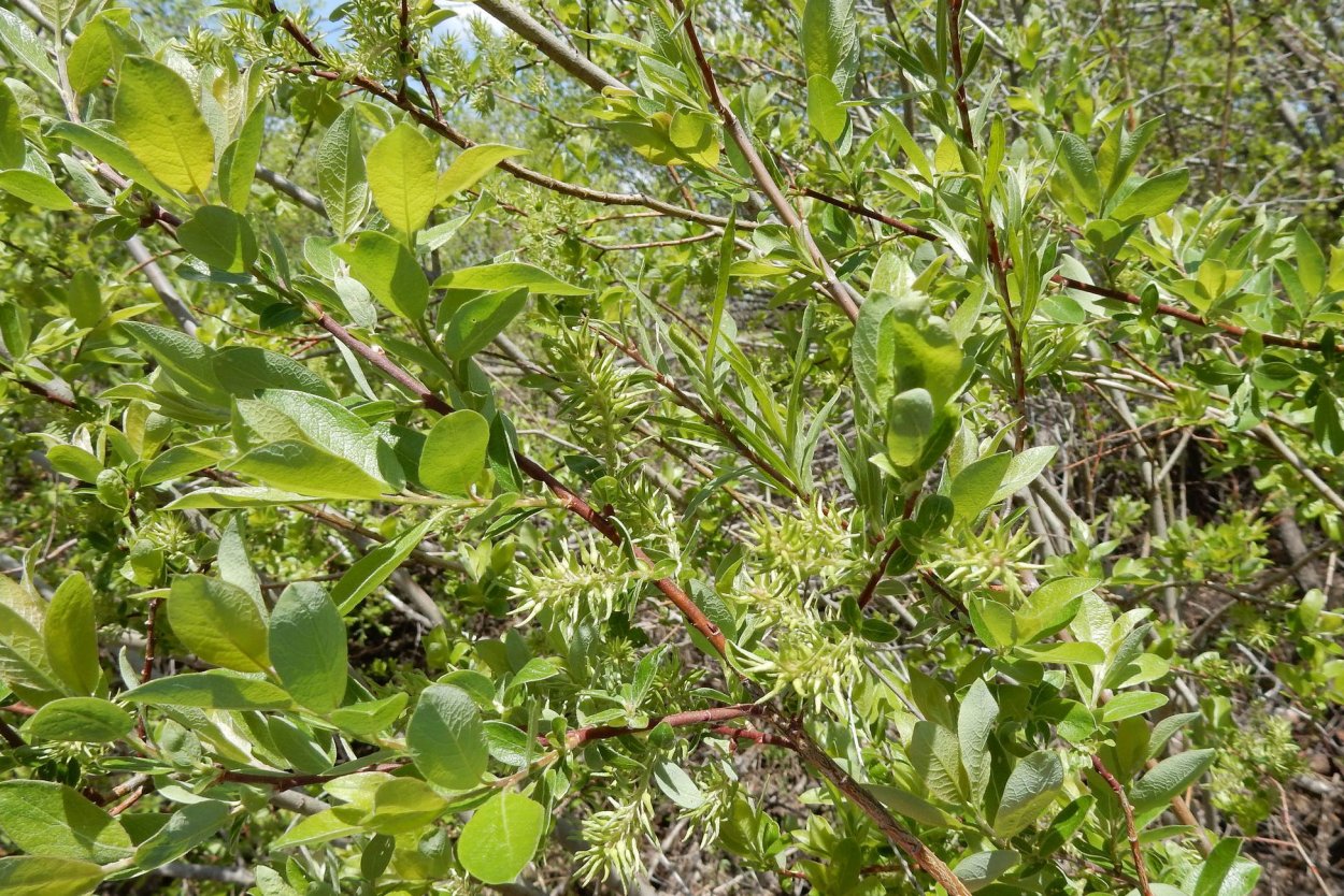 Ива красноцветная краснотал тальник Песчаная