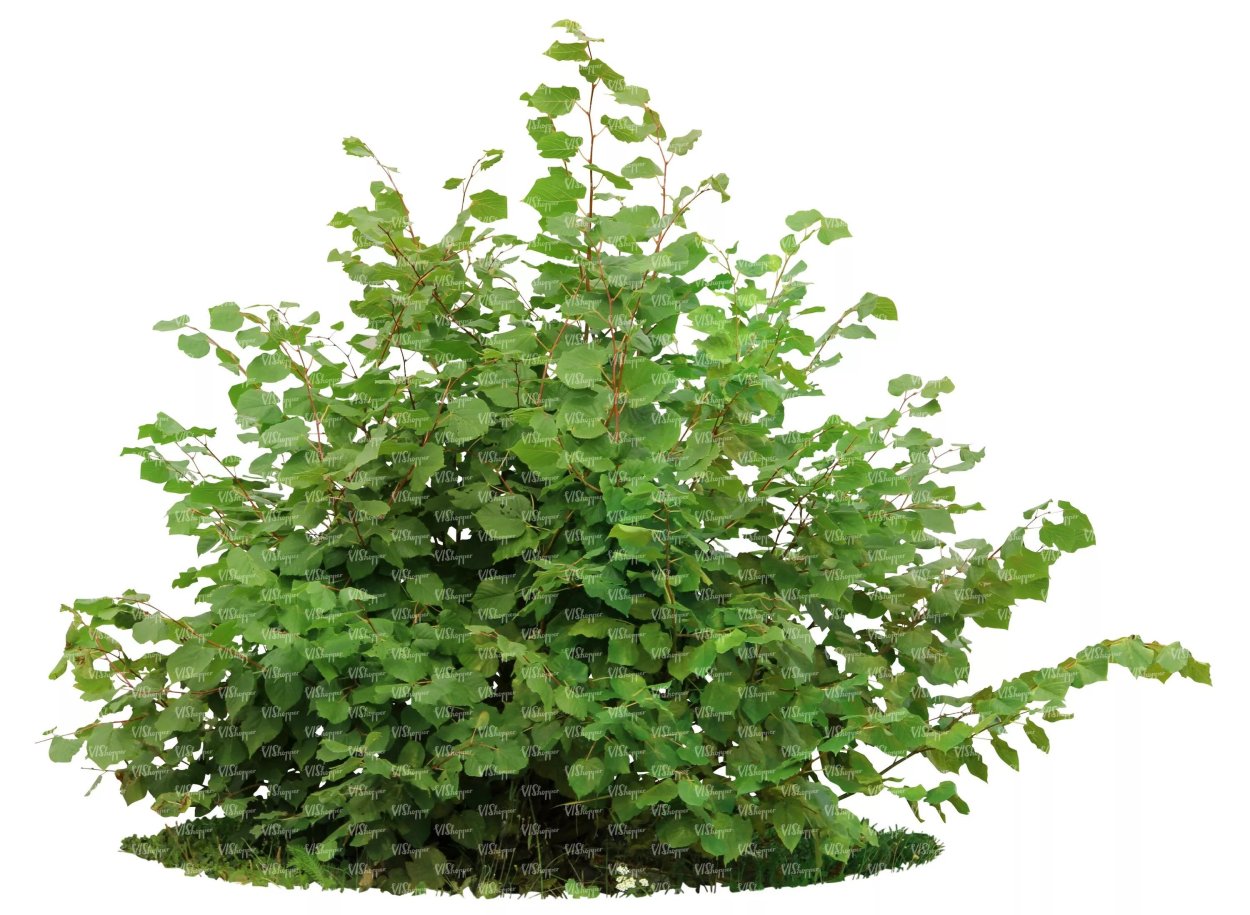 Ива Матсудана Эритрофлексуоза