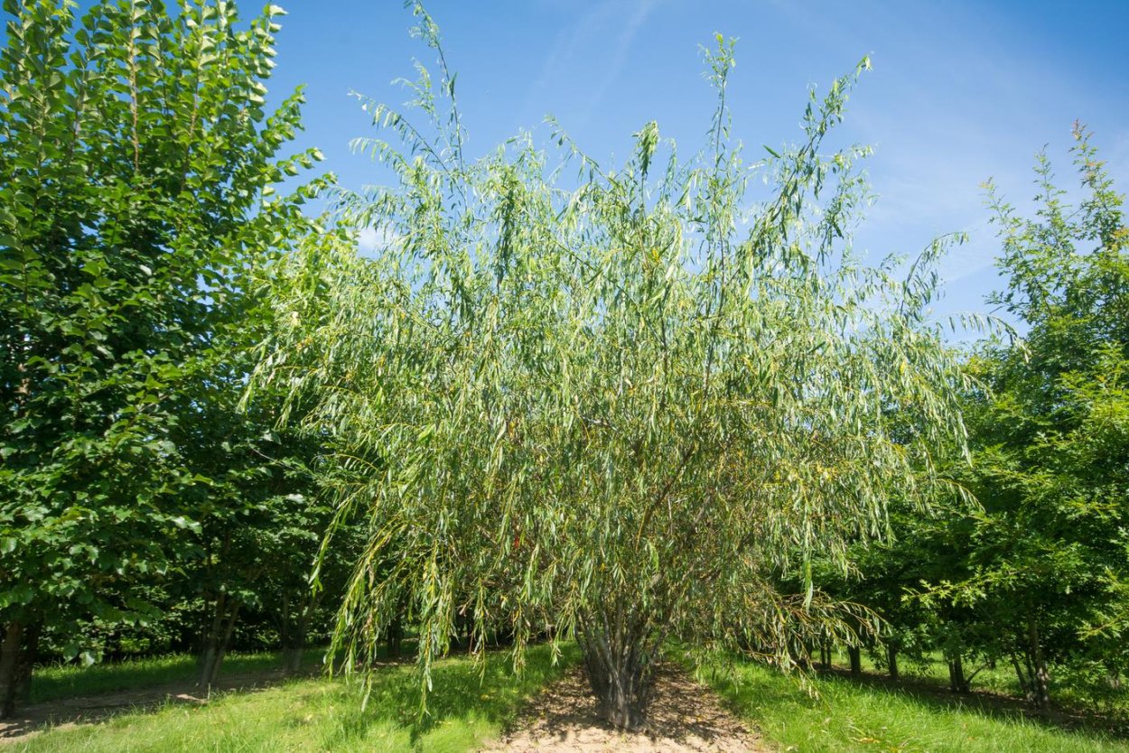 Верба дерево или кустарник