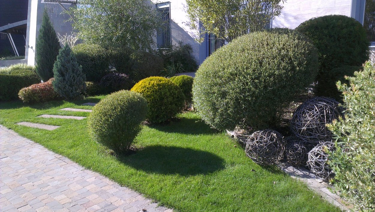 Ива белая (Salix Alba)