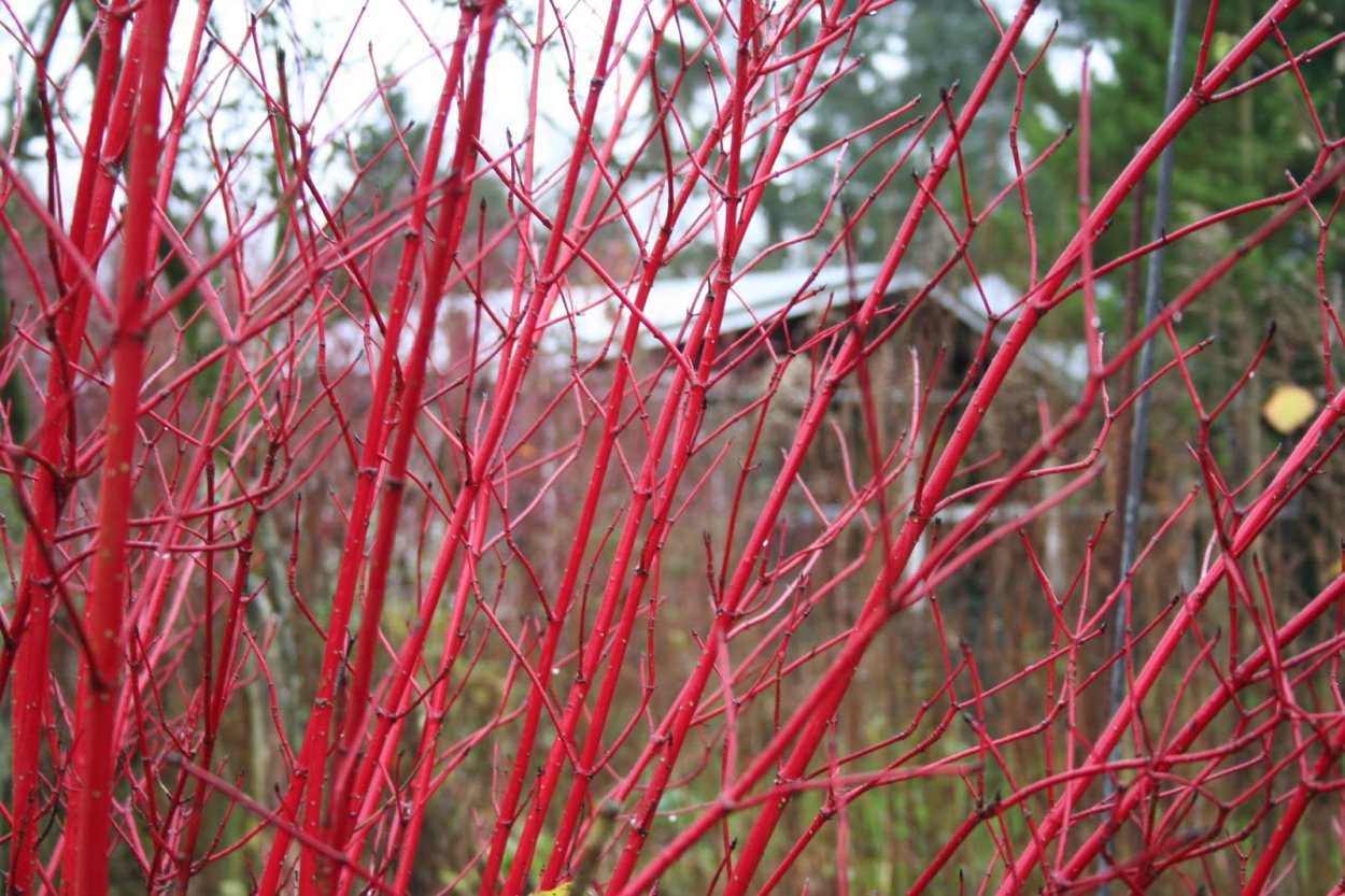 Краснотал (Ива пурпурная)