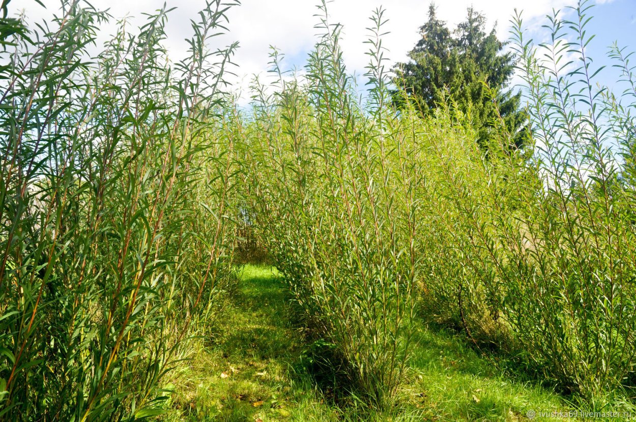 Ива Пендула плакучая