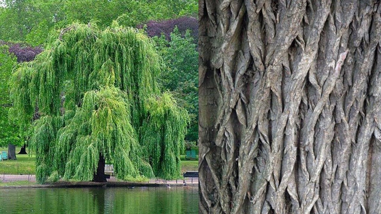 Ива плакучая беседка