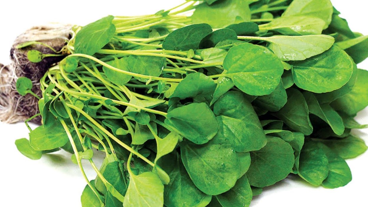 Клоповник посевной Кресс-салат