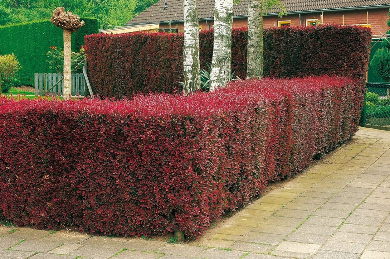 Барбарис Тунберга Атропурпуреа Живая изгородь
