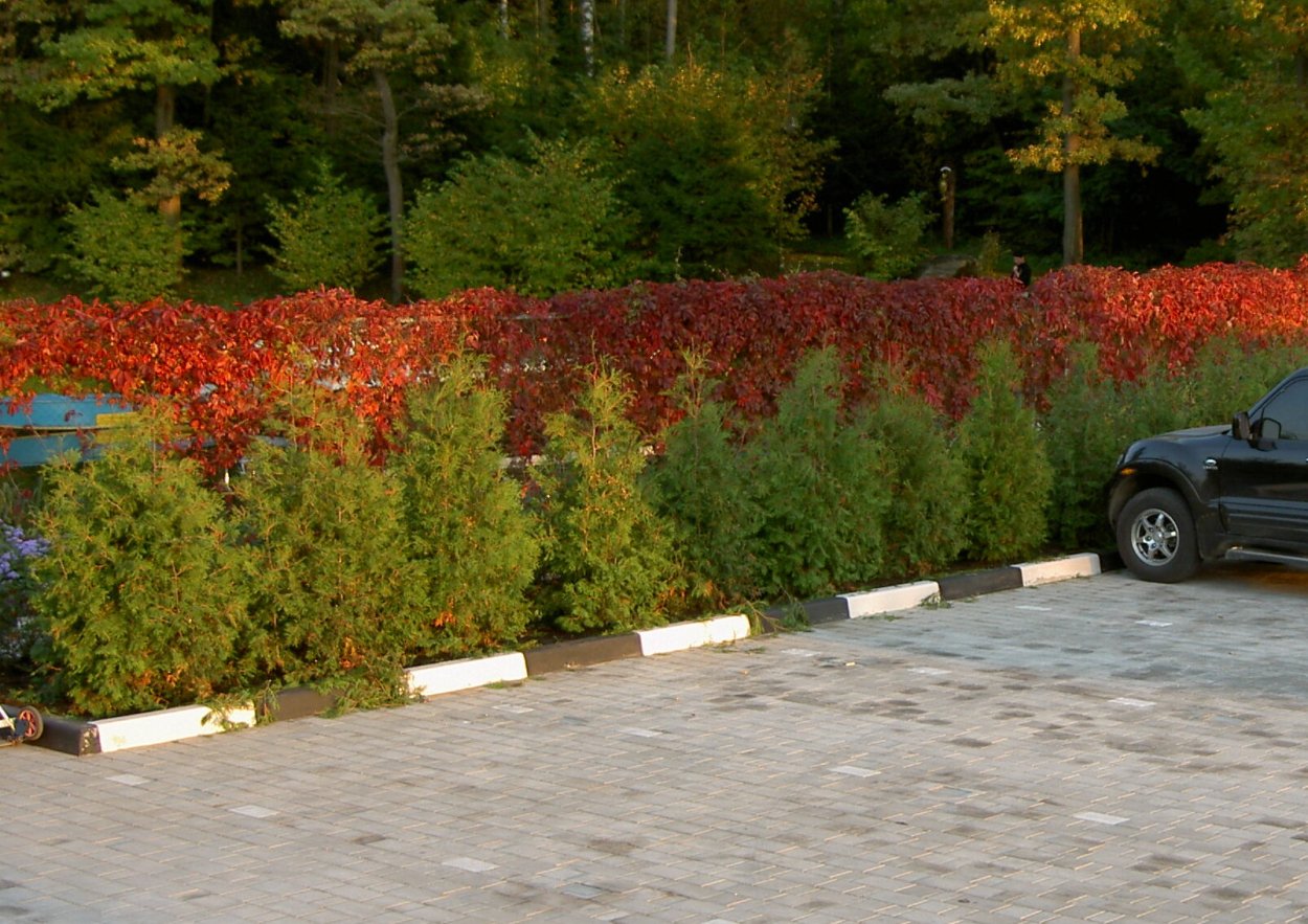 Пузыреплодник диабло изгородь