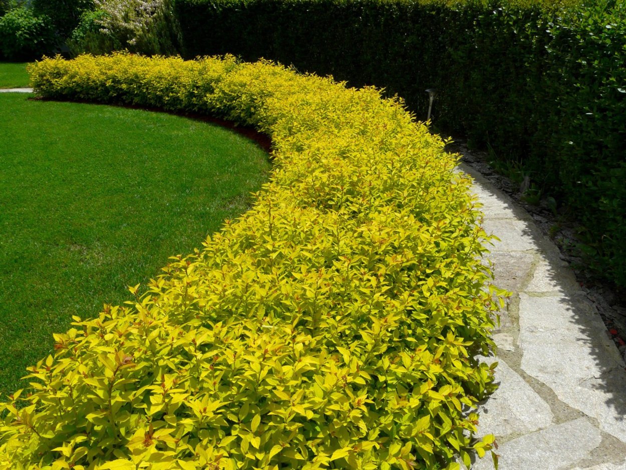 Клен Гиннала Живая изгородь