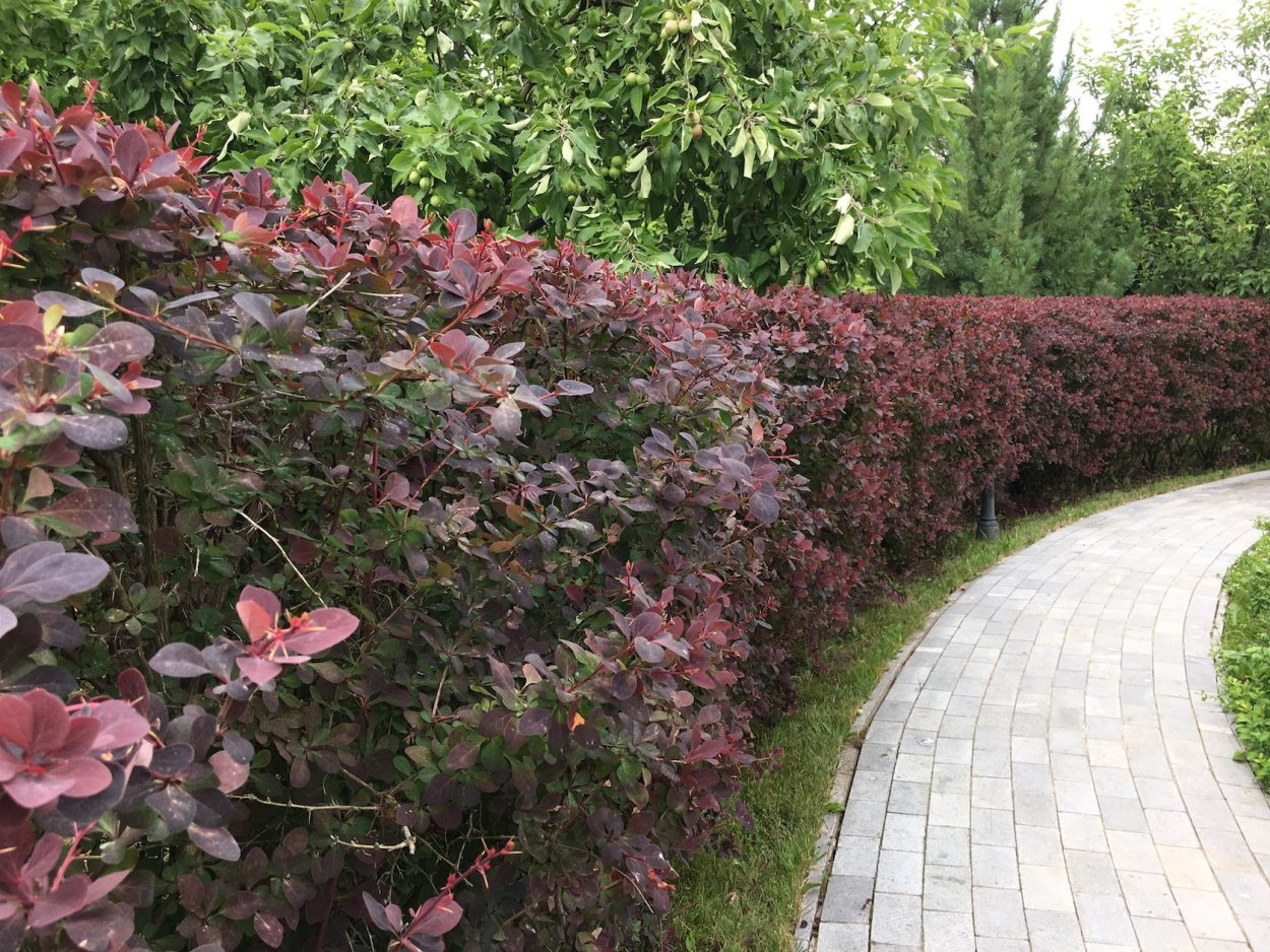 Барбарис Тунберга Атропурпуреа изгородь
