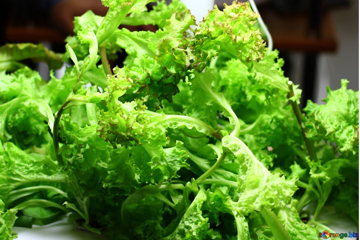 Проростки Кресс салата