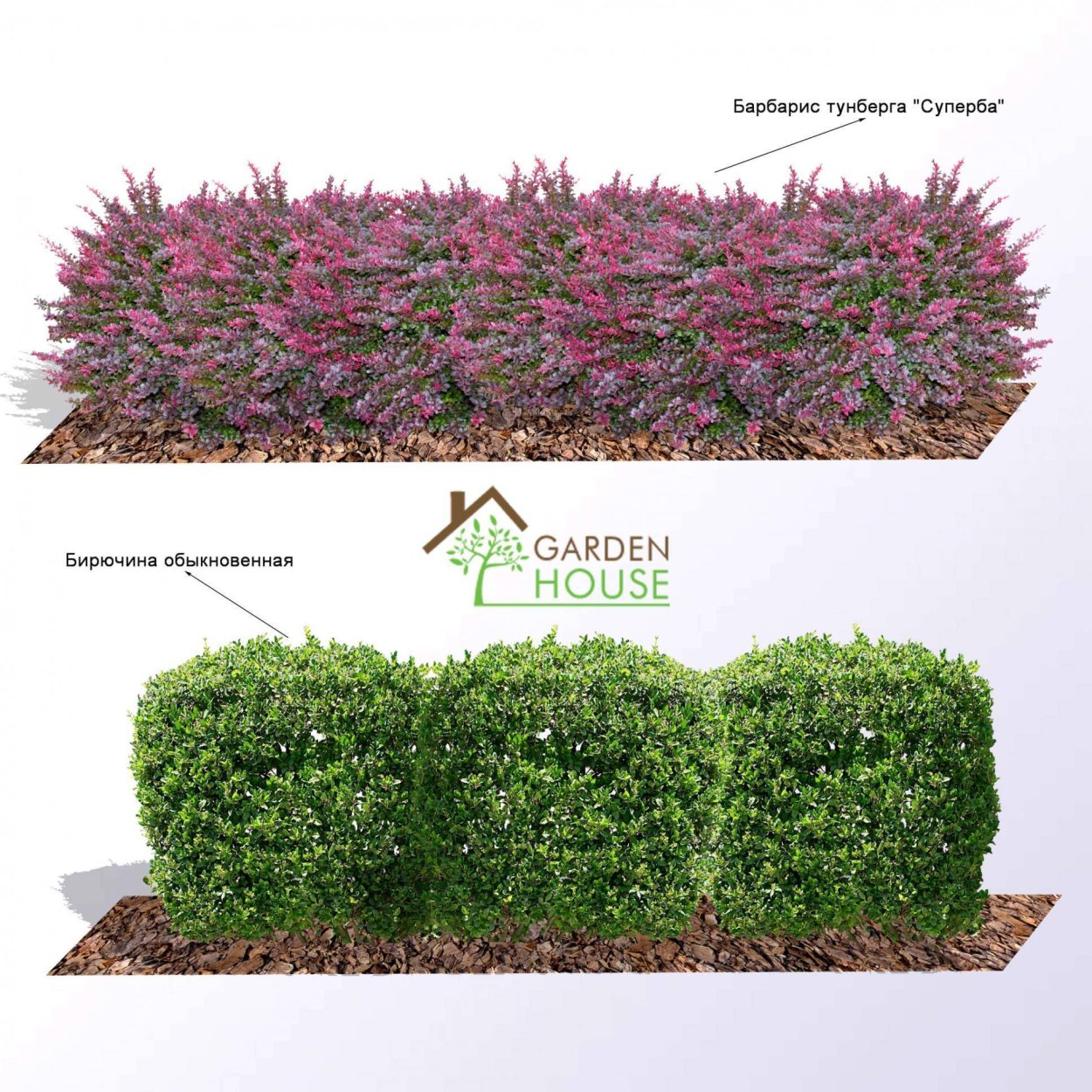 Пузыреплодник Ауреомаргината