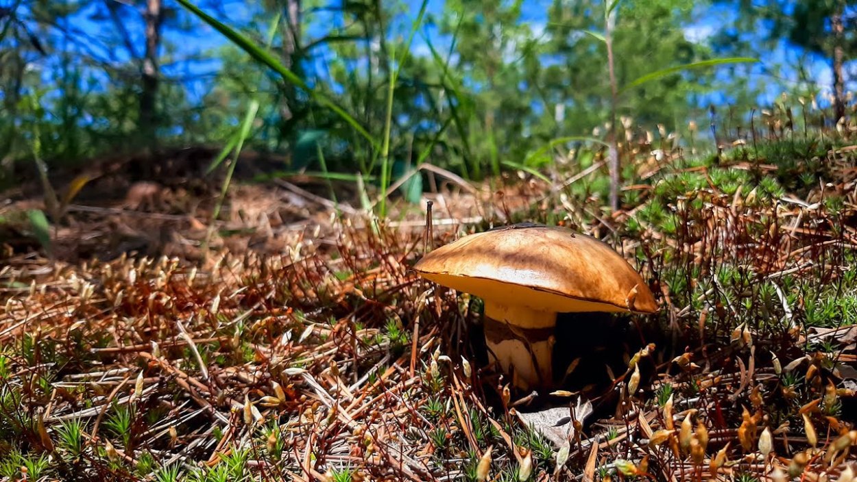 Масленок перечный (Chalciporus piperatus)