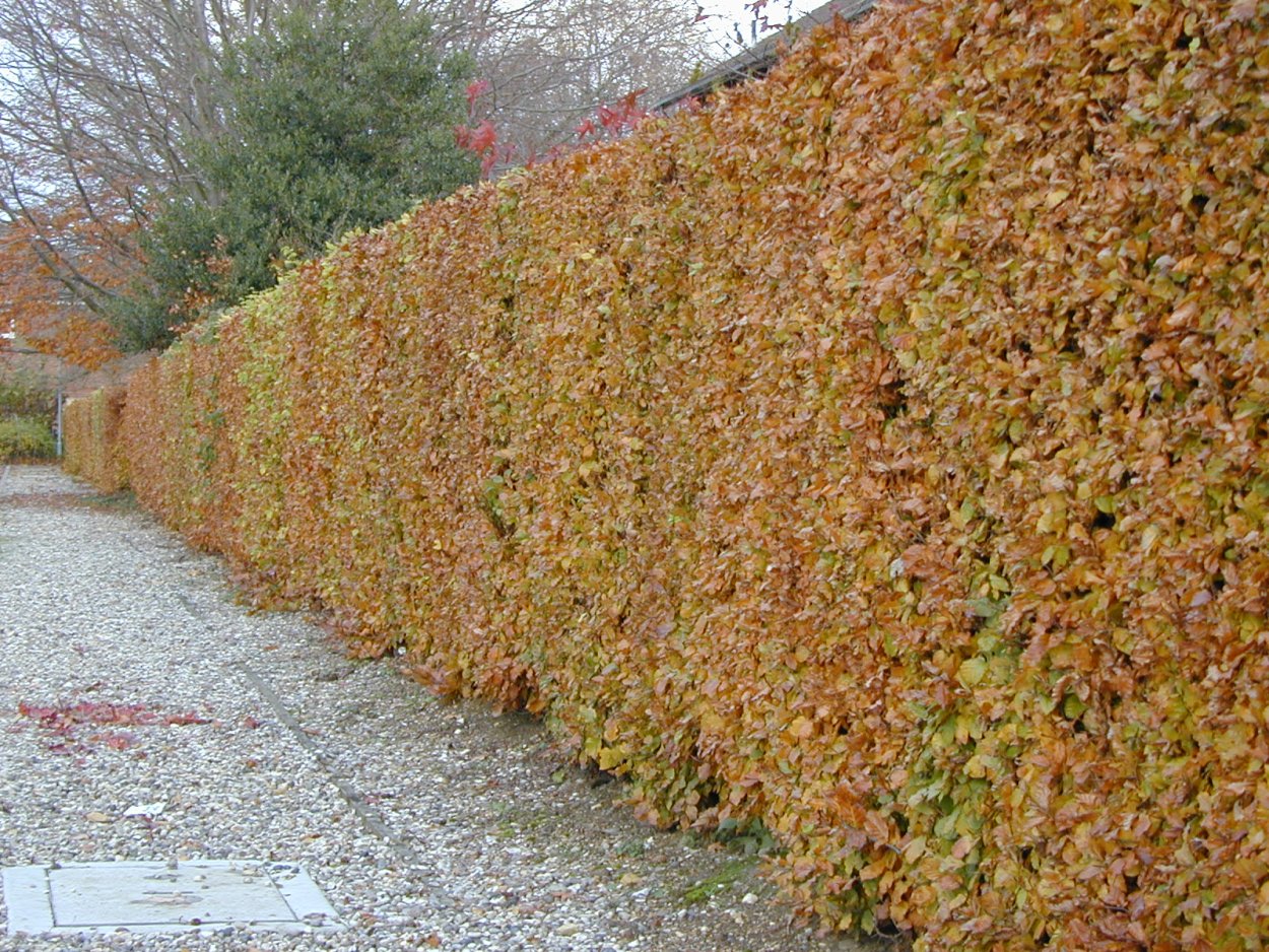 Барбарис кустарник Эректа