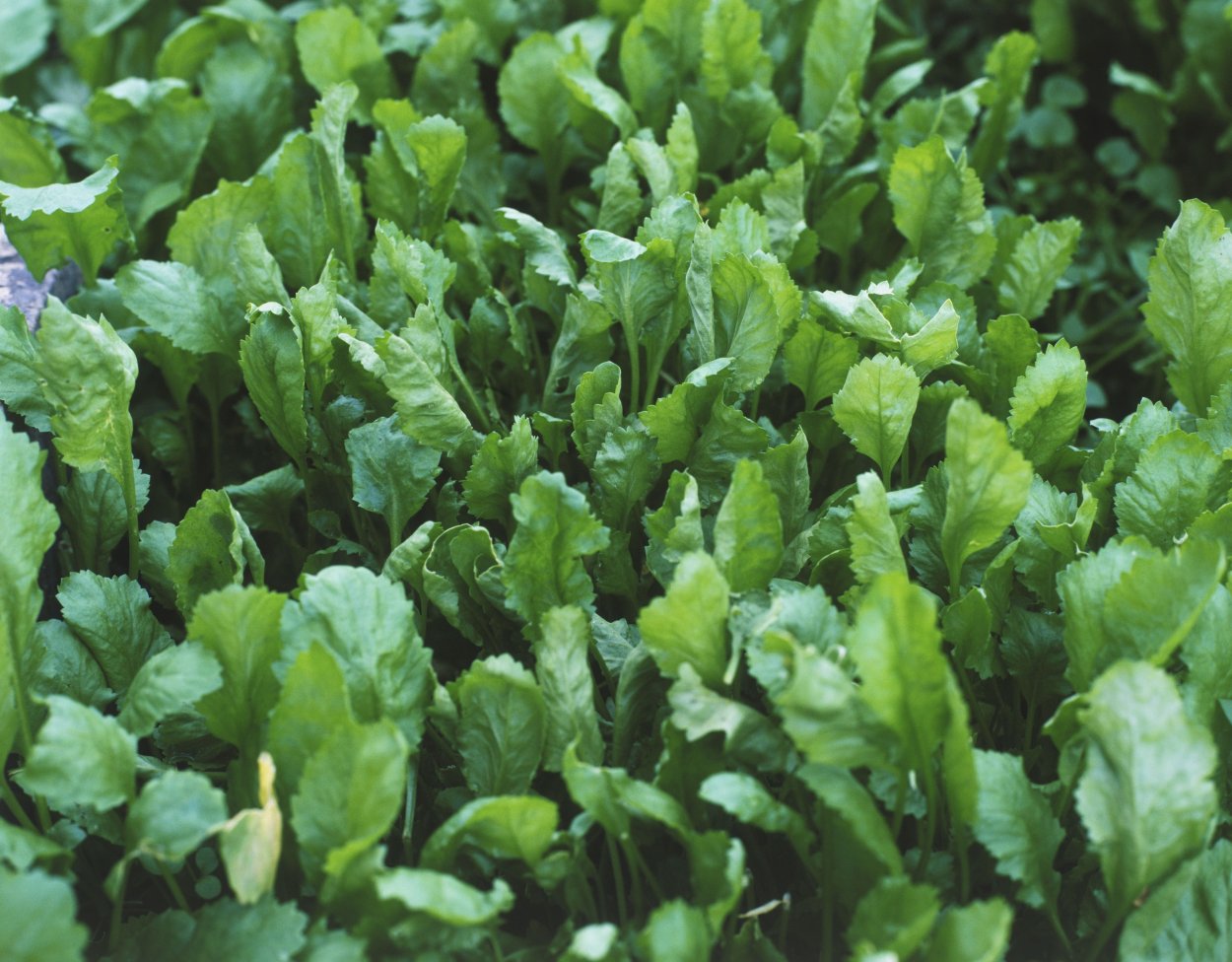 Зелень Кресс салат