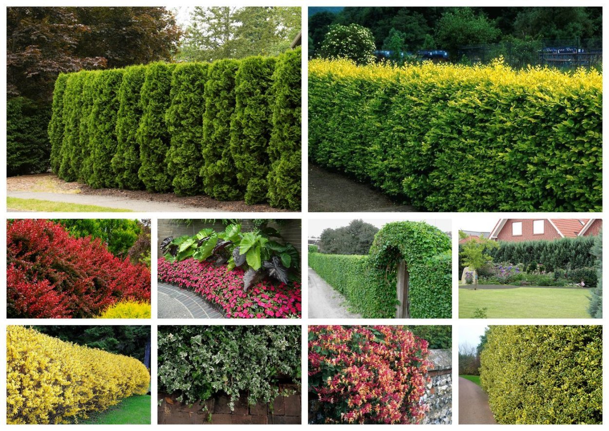 Барбарис Тунберга Кобольд изгородь