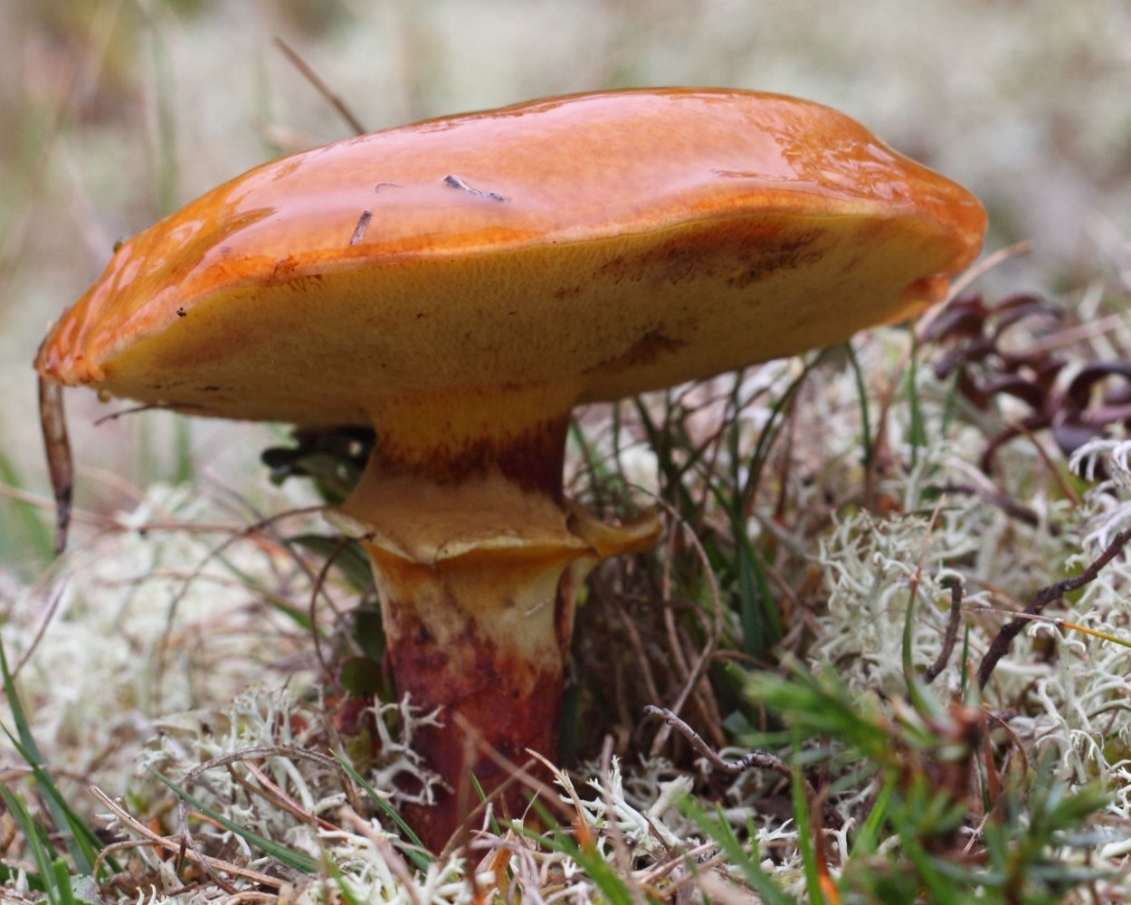 Aureoboletus russellii